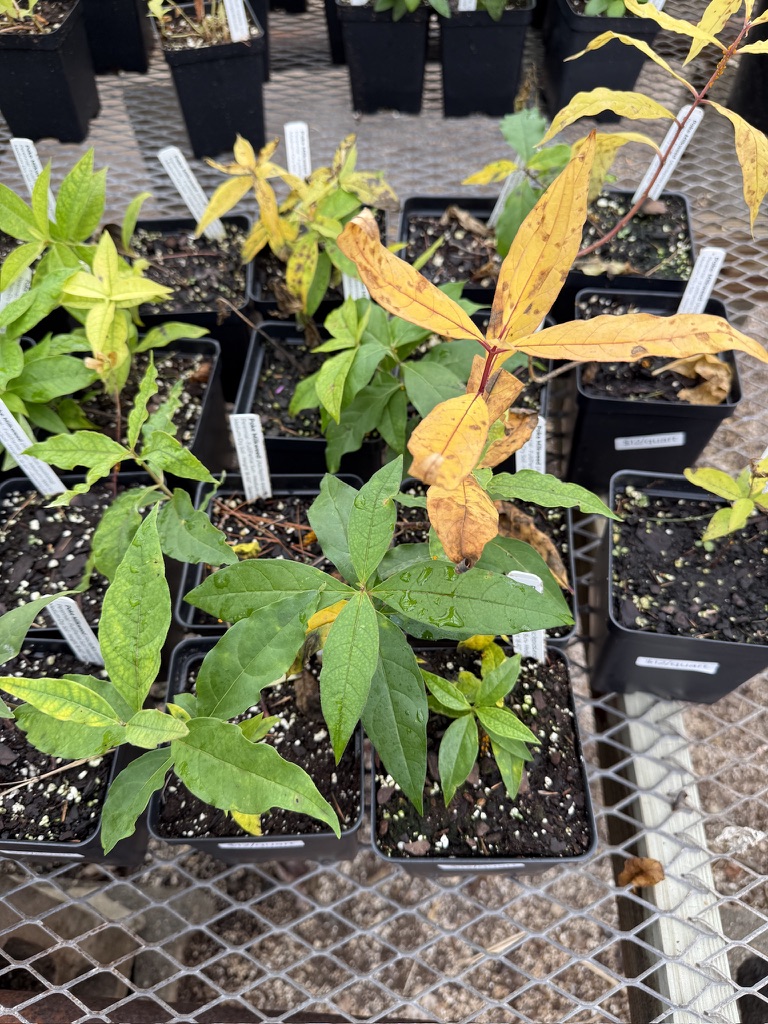 Sad-looking poke milkweed (Asclepias exaltata). Prices are now $6 for a pint and $10 for a quart until the end of the season