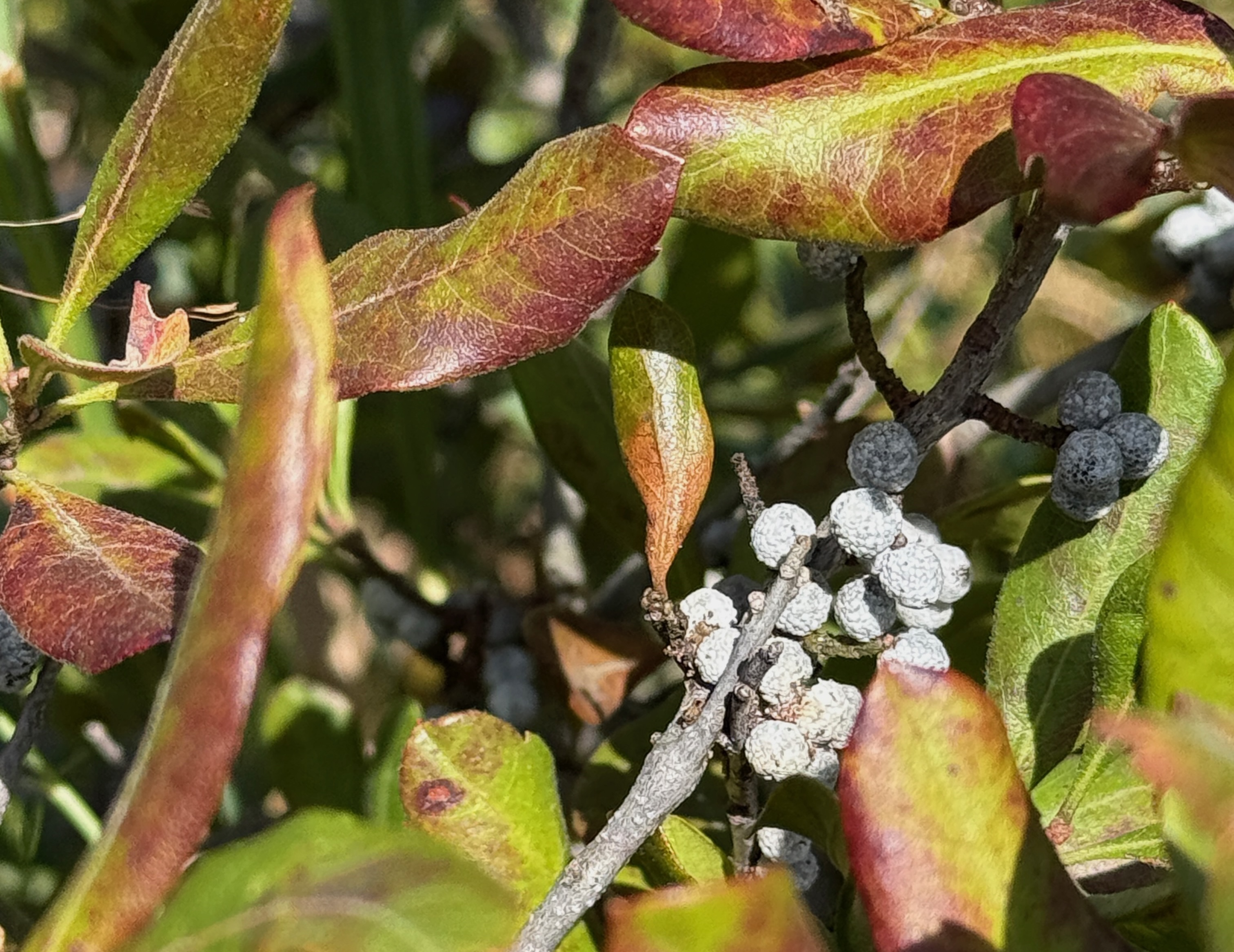 image from Native plants for fall planting, right meow