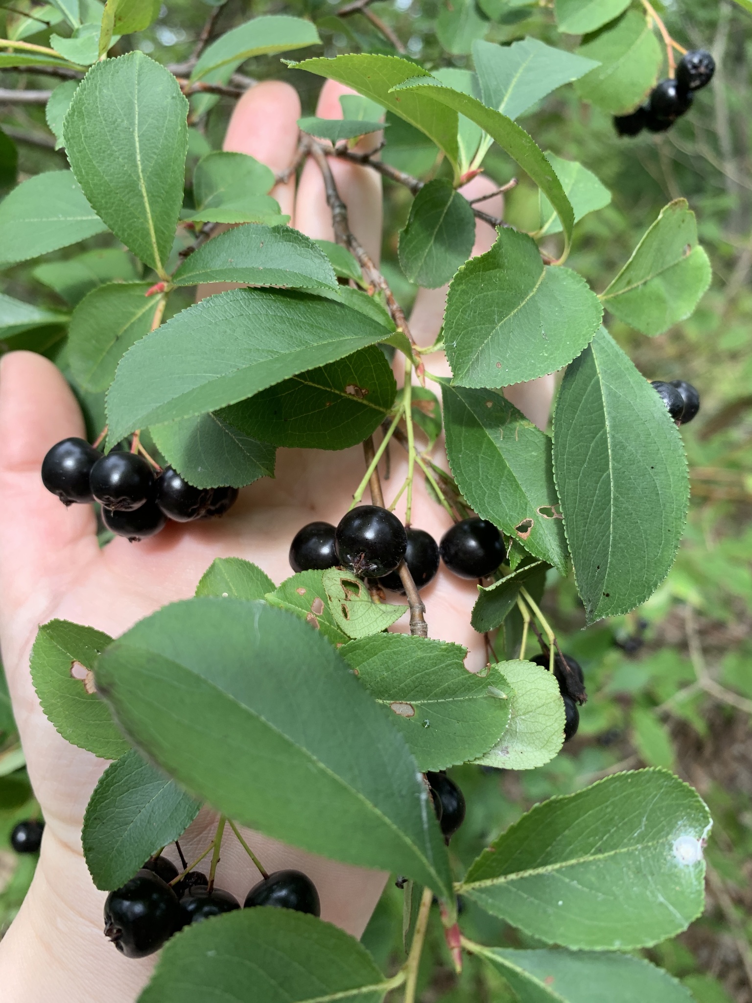 image from Give us feedback! And my Native Plant Studies certificate is complete!