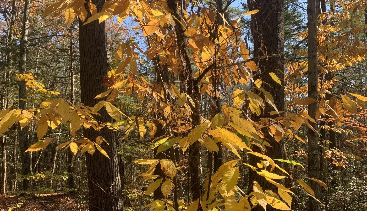 image from Save the date for our fall native plant sale! Plus two markets this weekend.